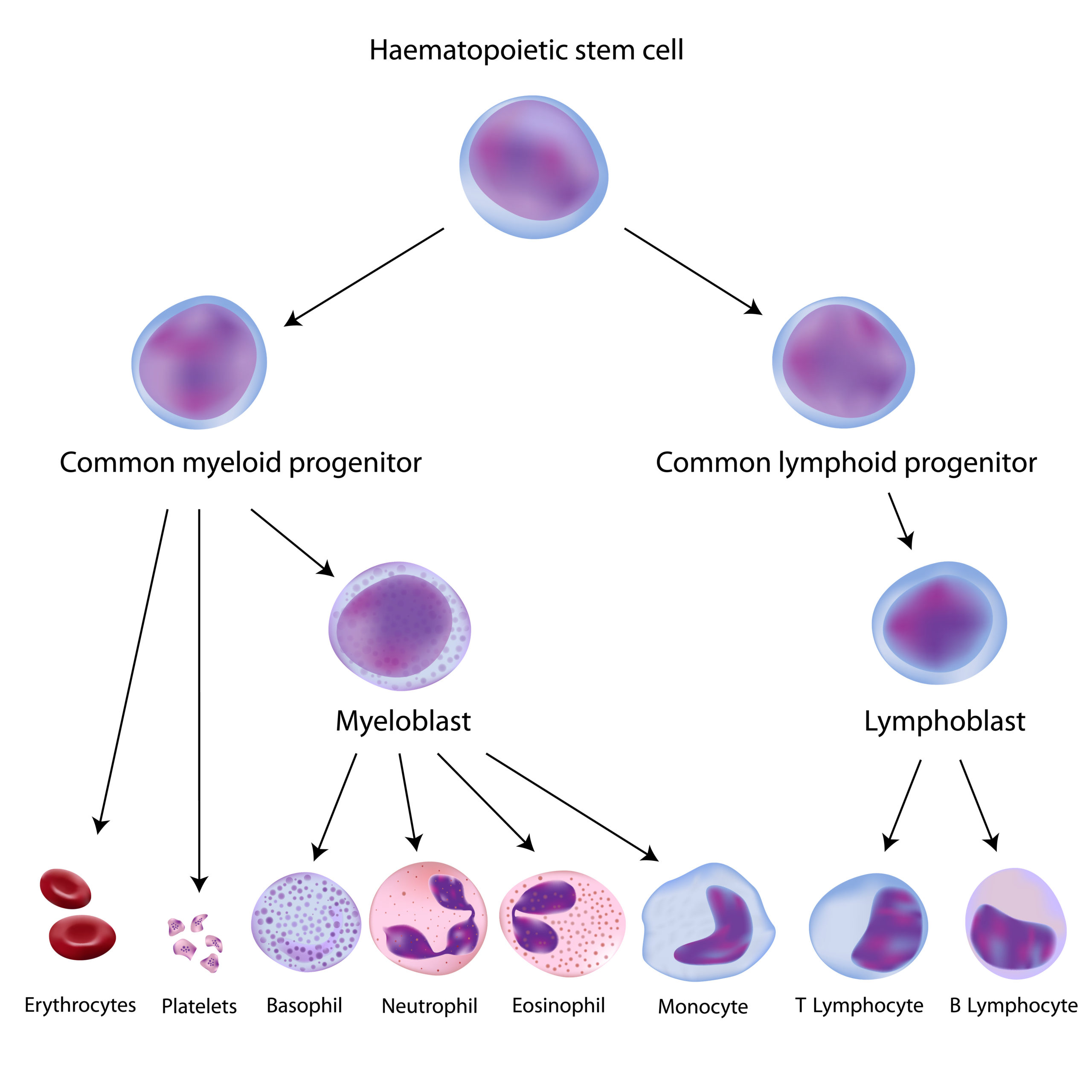 Hematopoiesis - the process of blood cell formation.