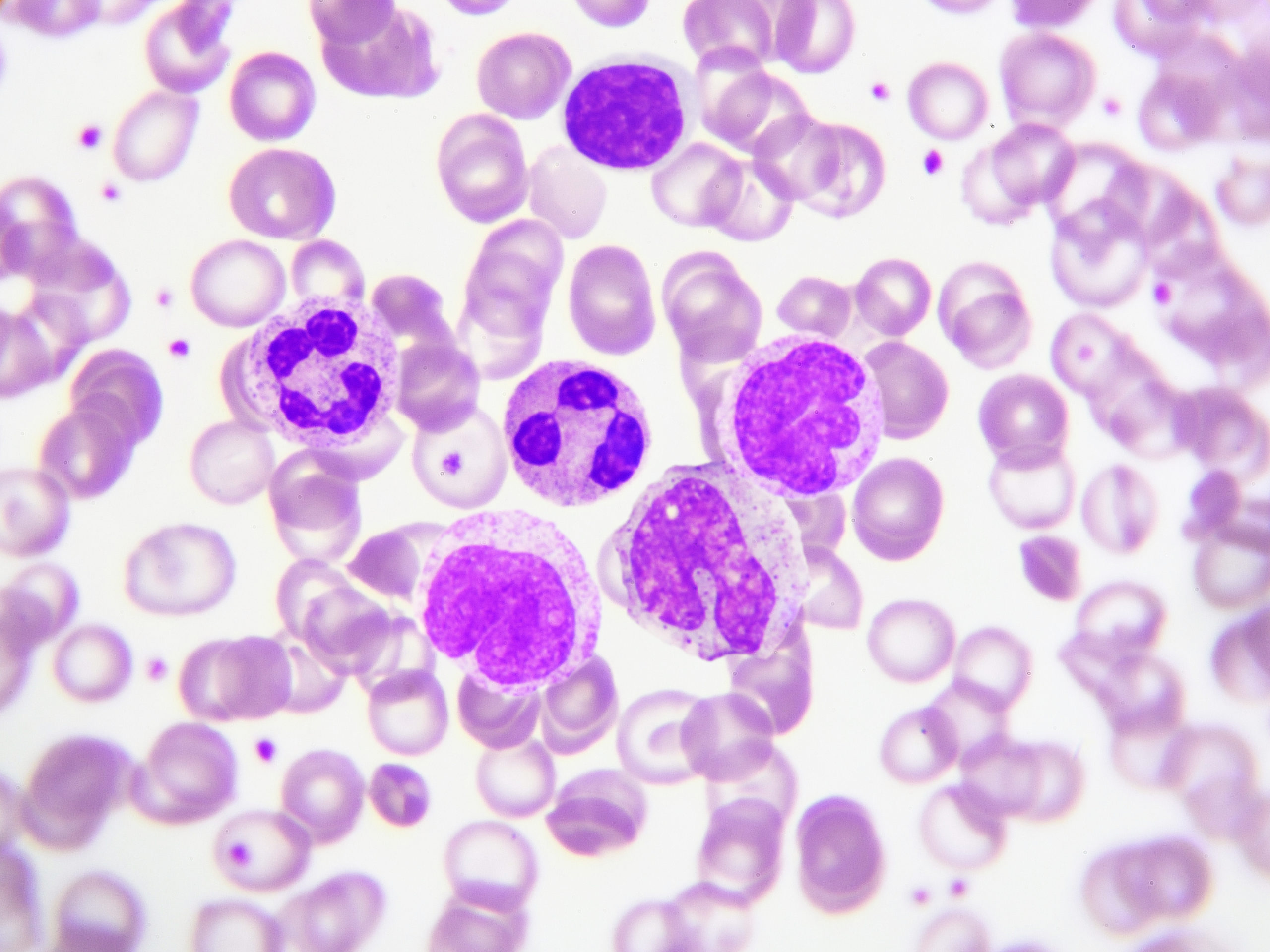 Blood cells are variable in their function and morphology.